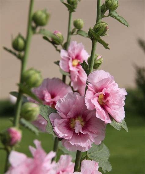 蜀葵花語|蜀葵的花语与意义（揭开蜀葵的神秘面纱）